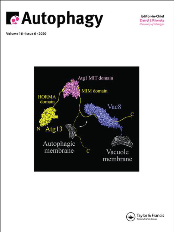 Cover image of Autophagy